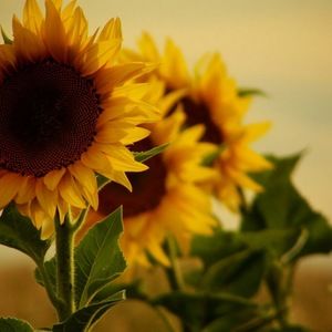 Meet your Posher, Leah